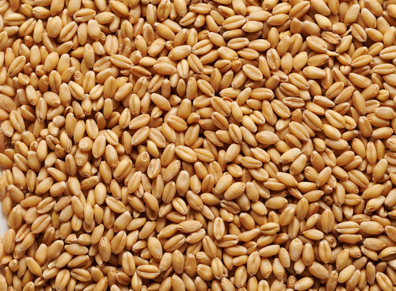 Gladfield Raw Wheat Other Grains League Of Brewers Nz