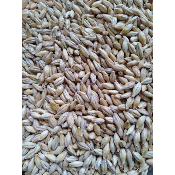 Chit malt Gladfield