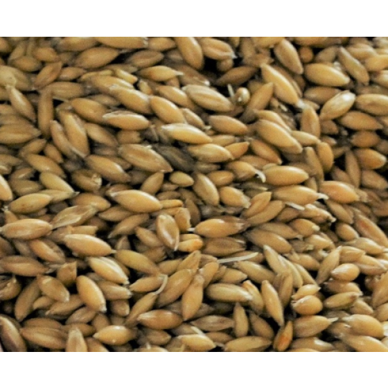 Gladfield Big O - Malted Oats