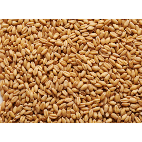 raw wheat 1