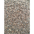 Gladfield Chocolate Rye Malt