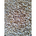 Chit malt Gladfield