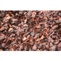 Cocoa Bean Husks